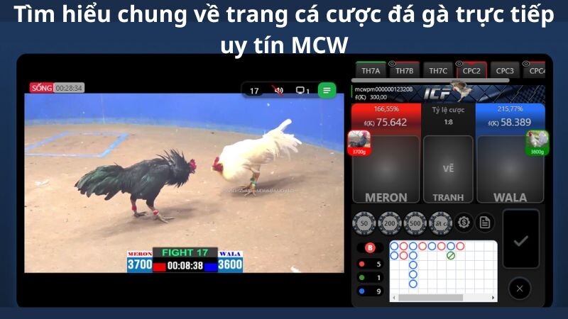 Tìm hiểu chung về trang cá cược đá gà trực tiếp uy tín MCW